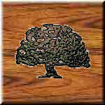 The Old Oak Tree Antiques - The Hometree !